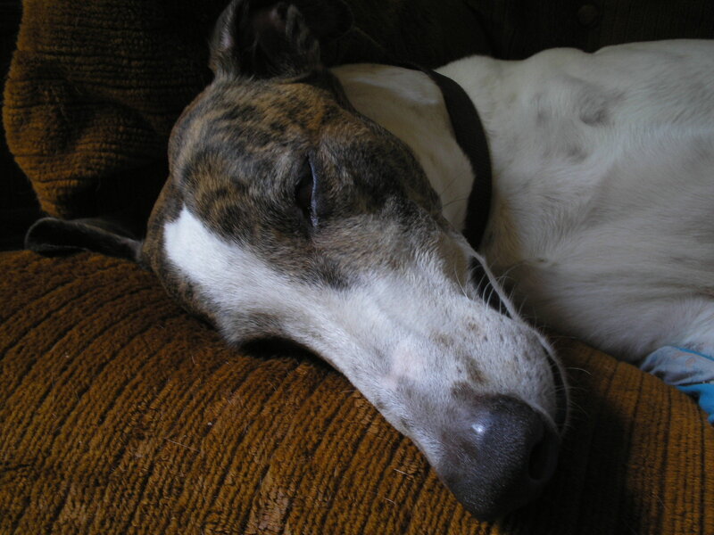 Brindle and White Dog — Brown