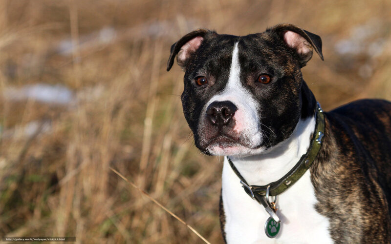 Brindle and White Dog