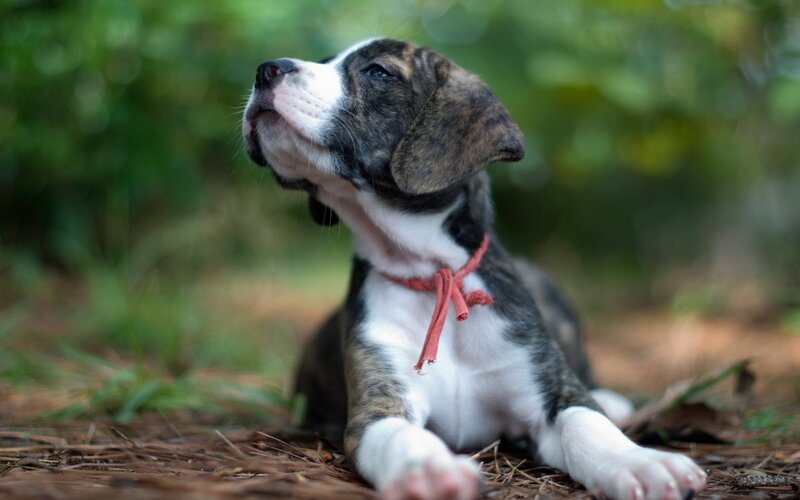 Brindle and White Puppy — Brown