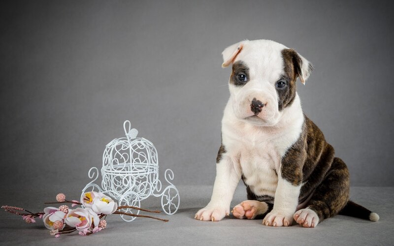 Brindle and White Puppy — Calm
