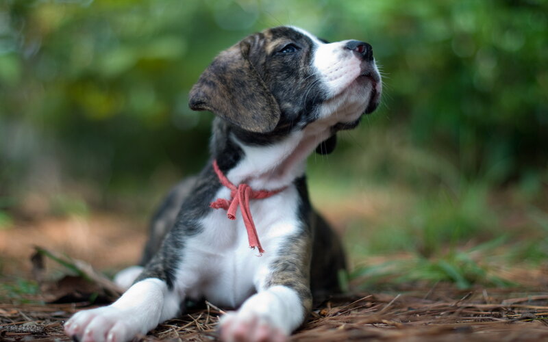 Brindle and White Puppy