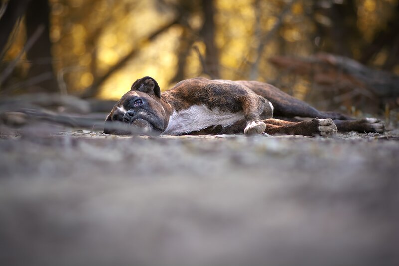 Brindle Boxer Dog — Brown, Calm, Autumn, Photograph