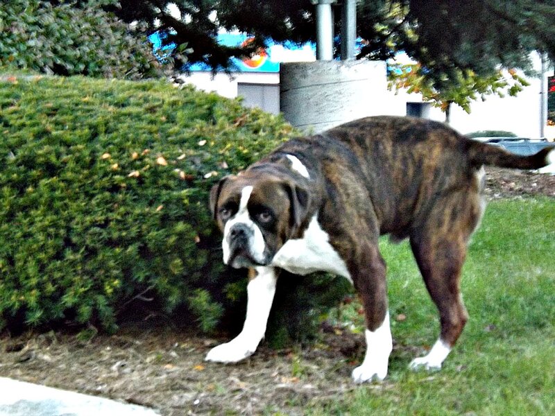 Brindle Boxer Dog — Brown, Calm, Autumn