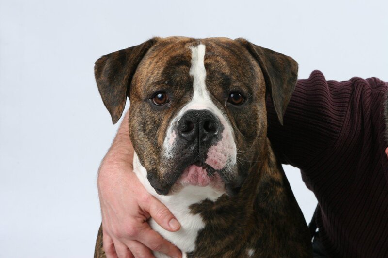 Brindle Boxer Dog — Brown, Calm, Photograph