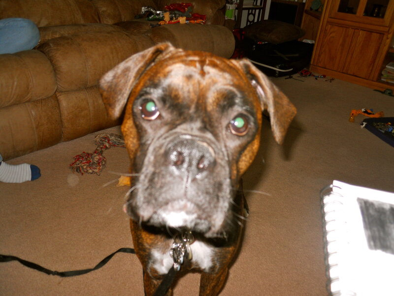 Brindle Boxer Dog — Brown, Calm