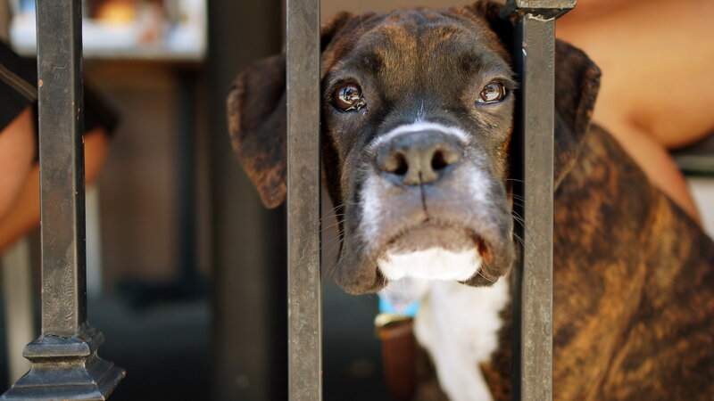 Brindle Boxer Dog — Brown, Curious