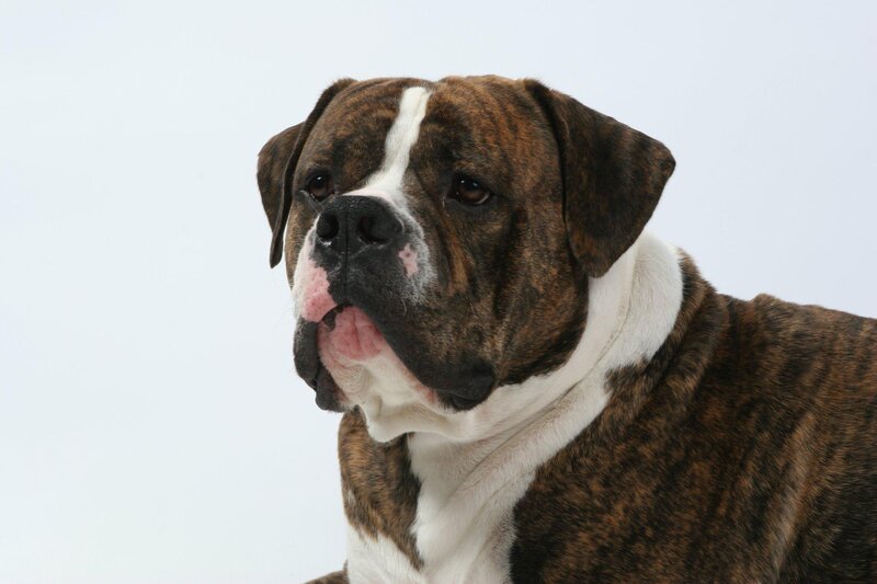 Brindle Boxer Dog — Brown, Neutral