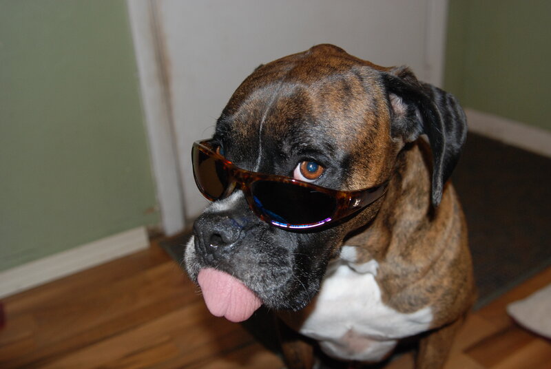 Brindle Boxer Dog — Brown, Playful