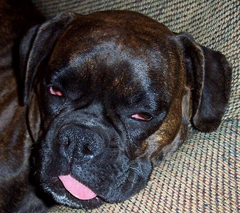 Brindle Boxer Dog — Brown, Relaxed
