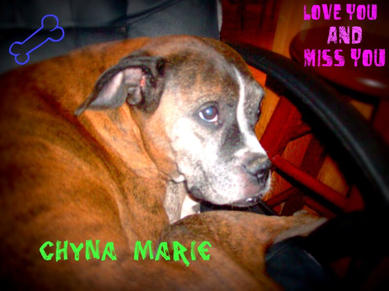 Brindle Boxer Dog — Brown, Sentimental