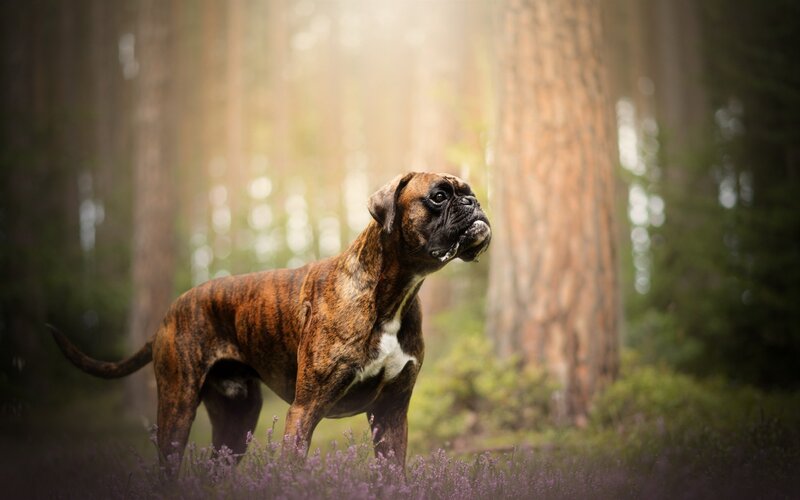 Brindle Boxer Dog — Brown, Serene