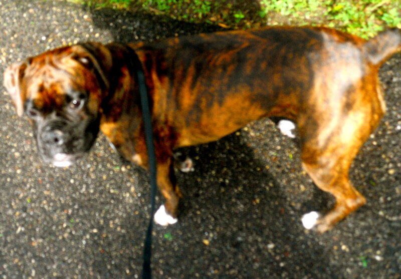 Brindle Boxer Dog — Brown