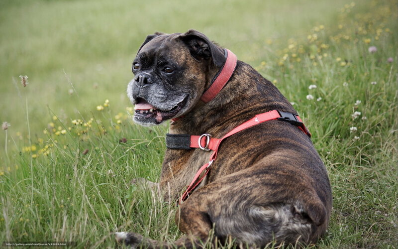 Brindle Boxer Dog — Green, Calm