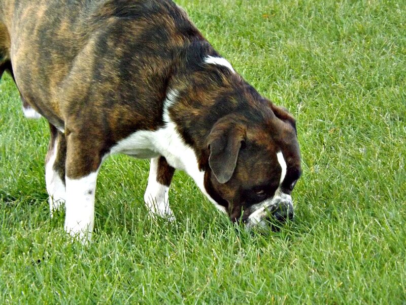 Brindle Boxer Dog — Green