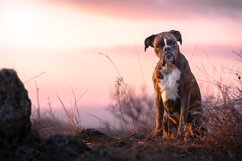 Brindle Boxer Dog — Pink