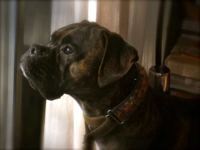 Brindle Boxer Dog