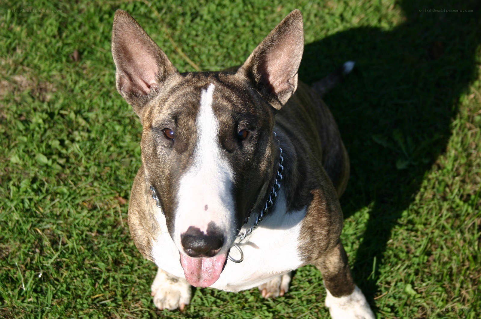 brindle bull terrier on grass