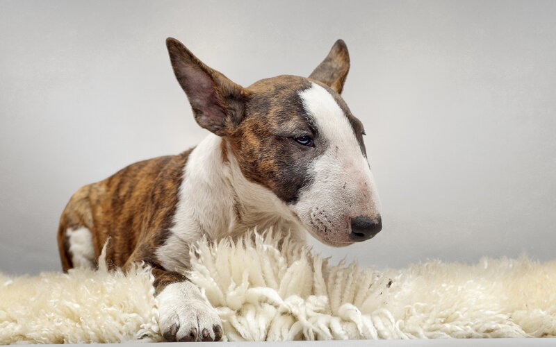 Brindle Bull Terrier Puppy