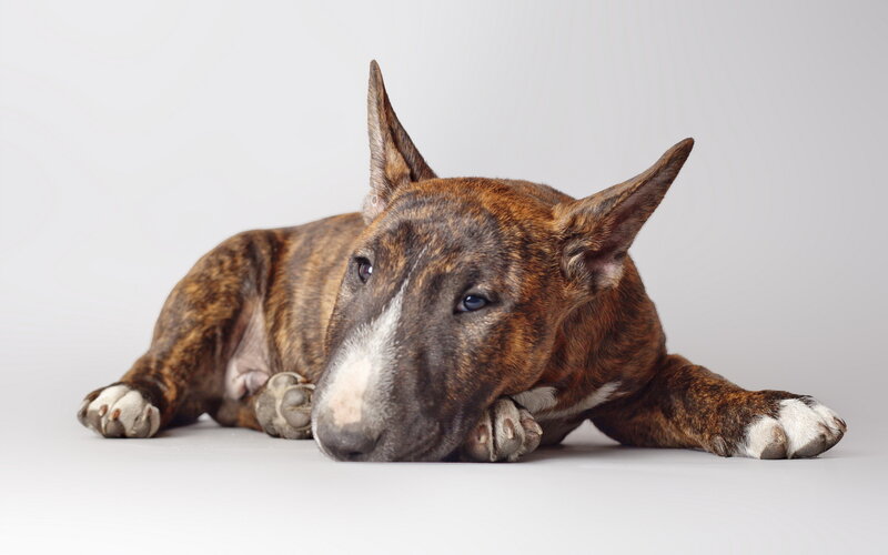 Brindle Bull Terrier