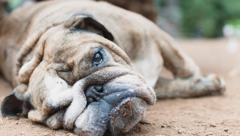 Brindle Bulldog Lying Down
