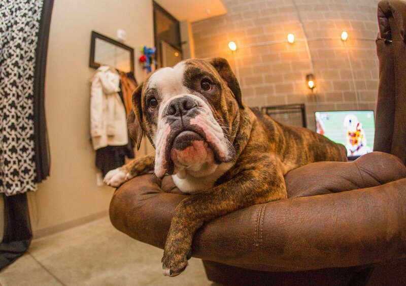 Brindle Bulldog on Chair