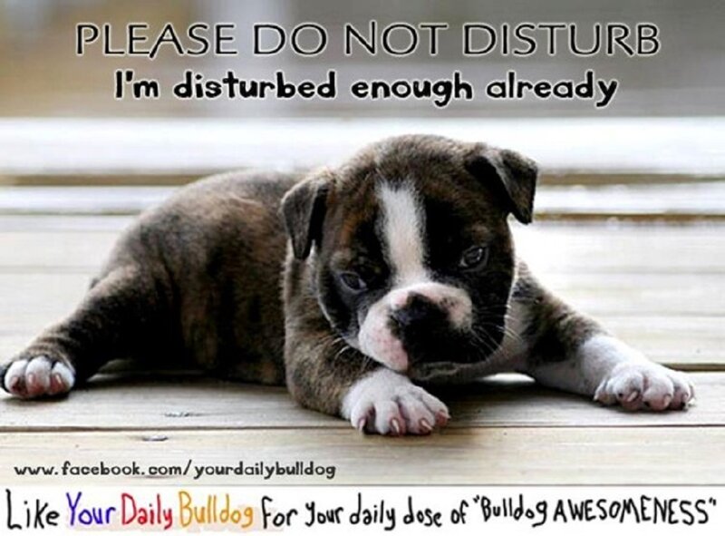 Brindle Bulldog Puppy — Brown