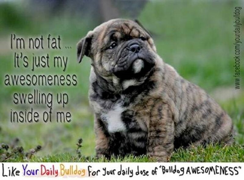 Brindle Bulldog Puppy — Green