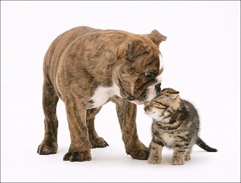 Brindle Bulldog Puppy