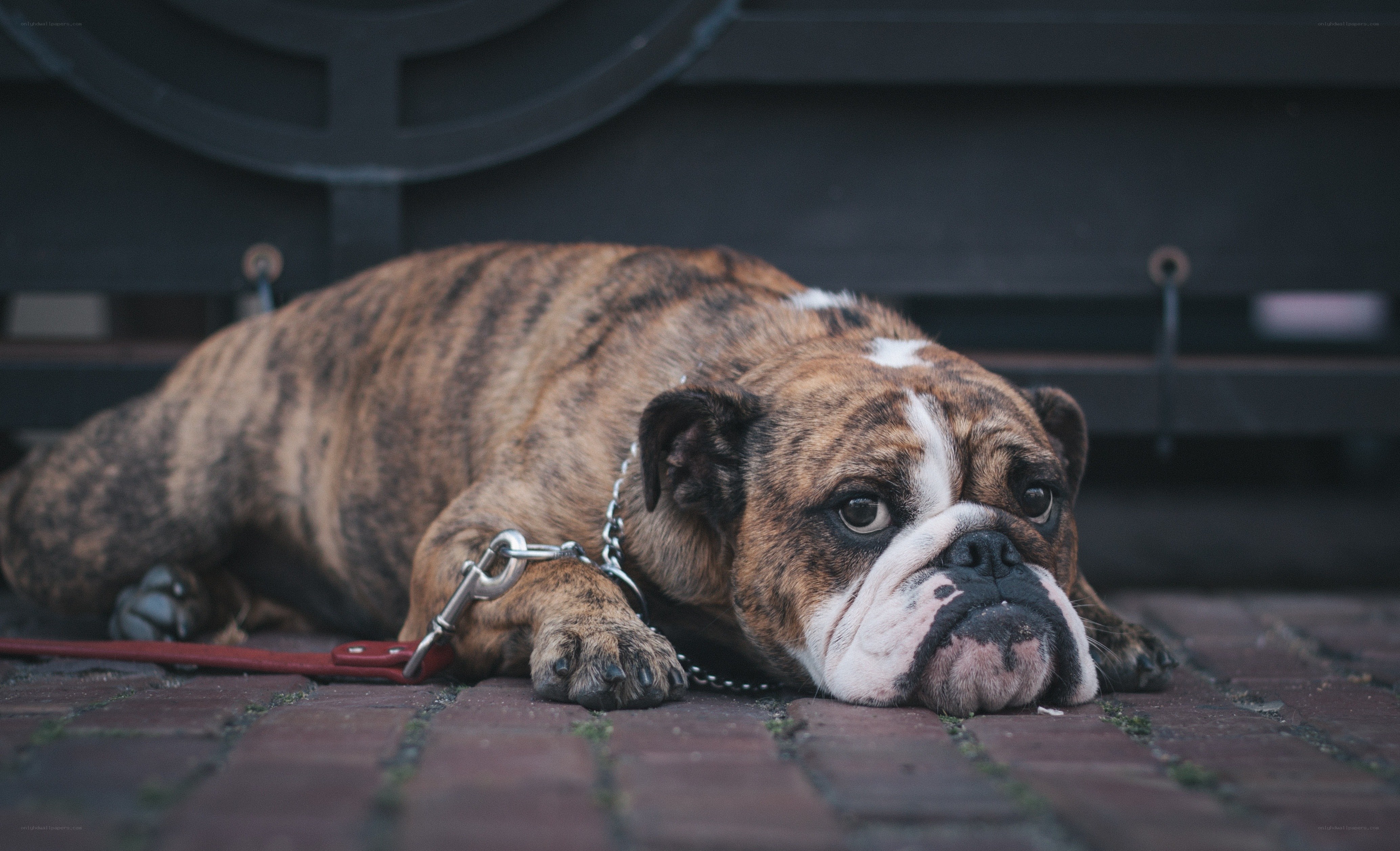 brindle bulldog resting on pavement