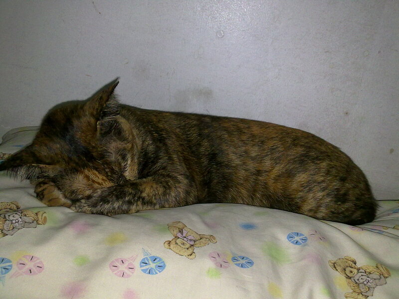 Brindle Cat Sleeping