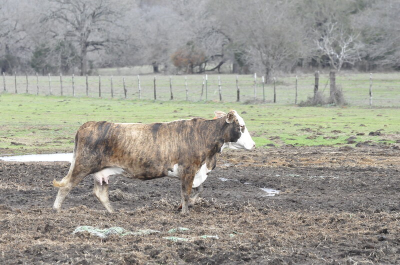 Brindle Cow in Field