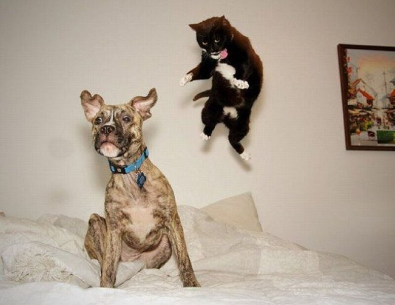 Brindle Dog and Black Cat