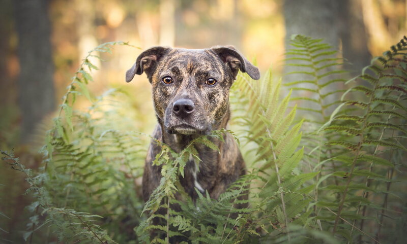 Brindle Dog in Ferns