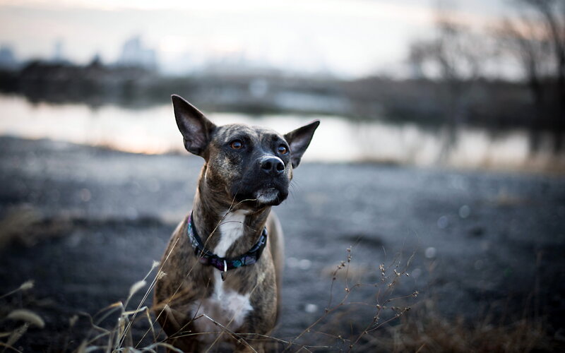 Brindle Dog in Field