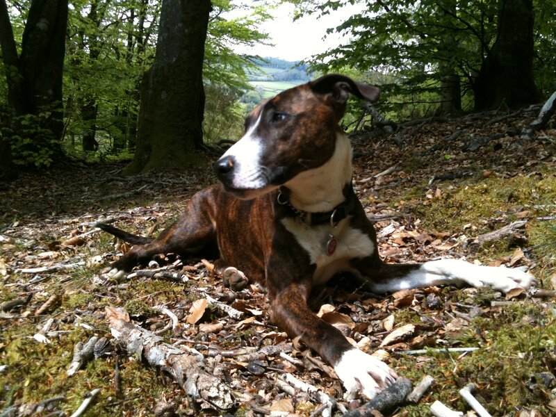 Brindle Dog in Forest