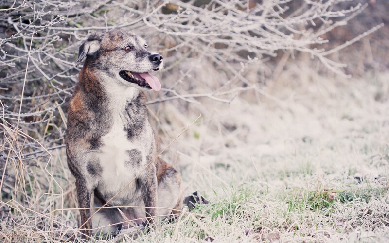 Brindle Dog in Frost