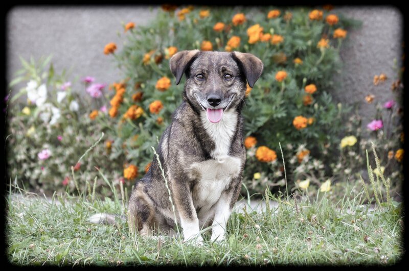Brindle Dog in Garden — Brown