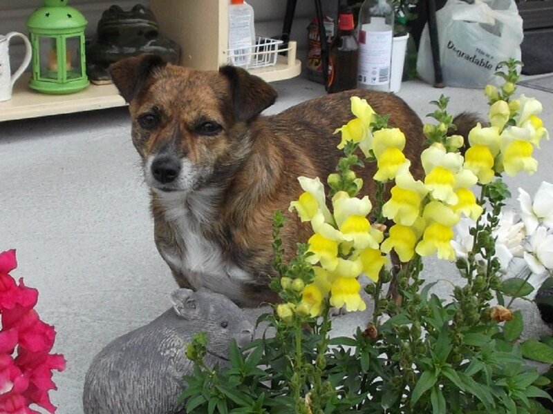 Brindle Dog in Garden