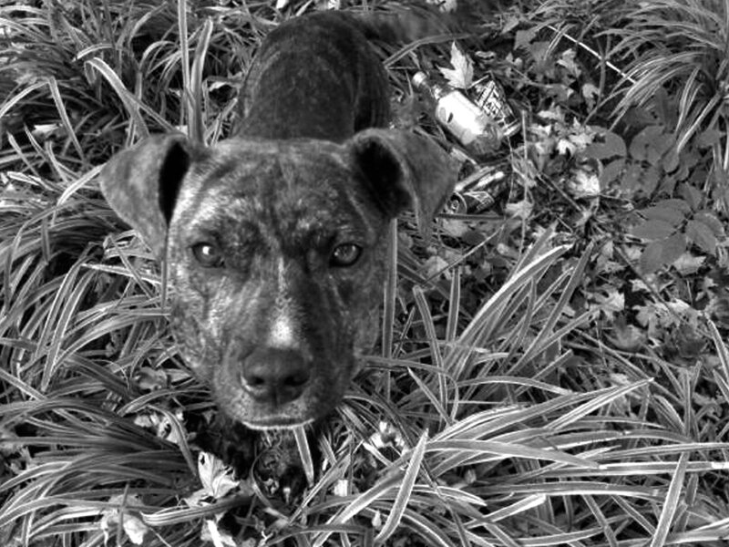 Brindle Dog in Grass