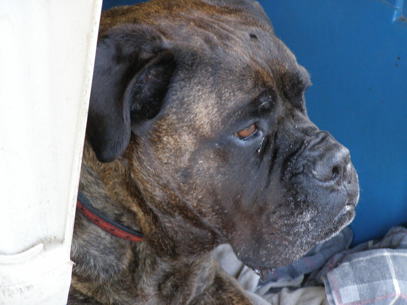 brindle dog in profile