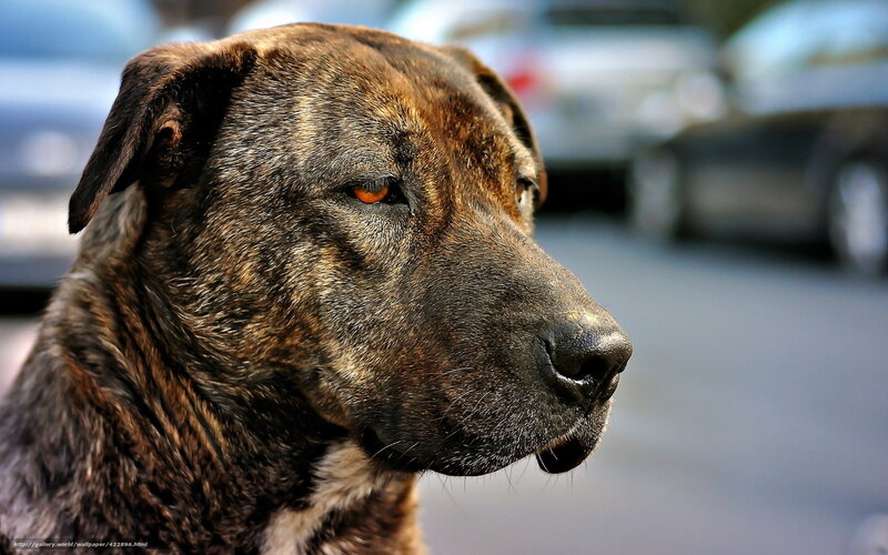Brindle Dog in Profile — Brown, Calm