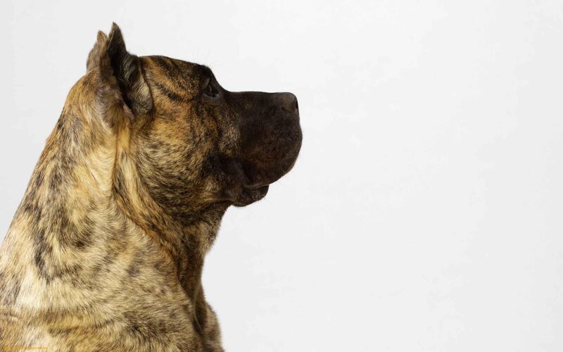 Brindle Dog in Profile — Brown, Neutral