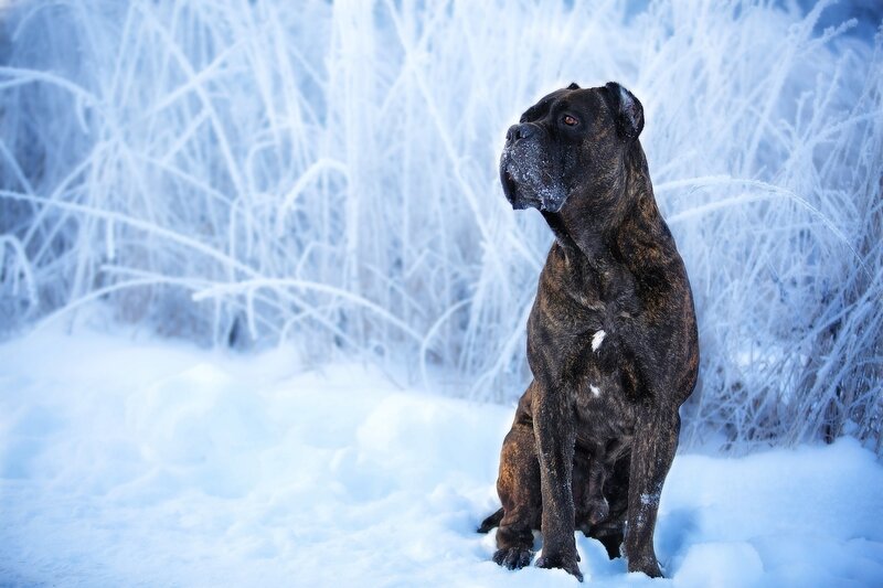 Brindle Dog in Snow