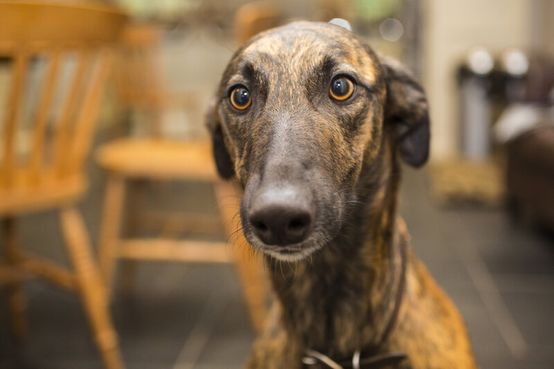 Brindle Dog Looking at Camera