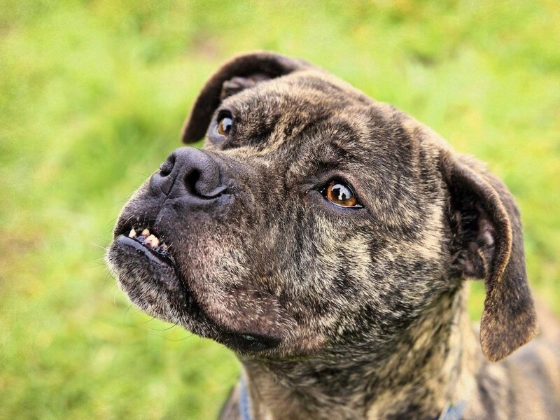 brindle dog looking up