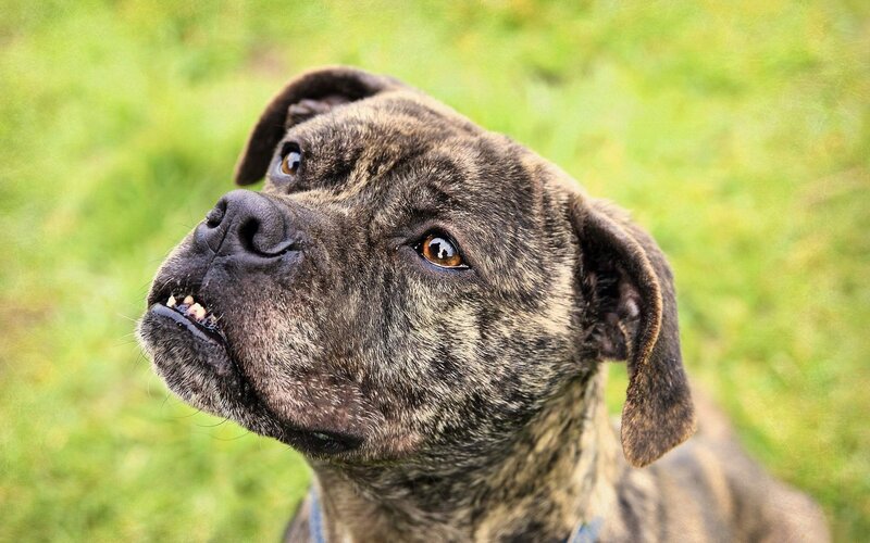 Brindle Dog Looking Up — Brown