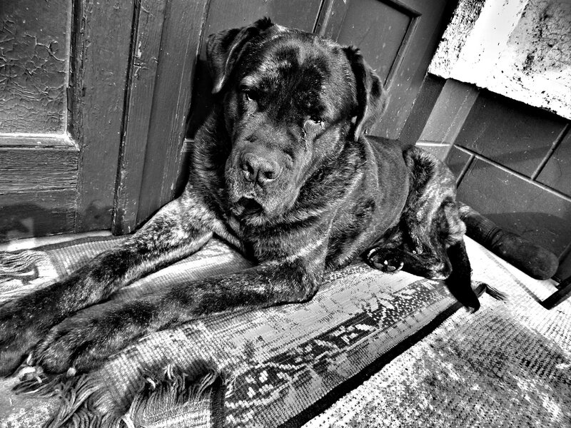 Brindle Dog Lying Down — Black