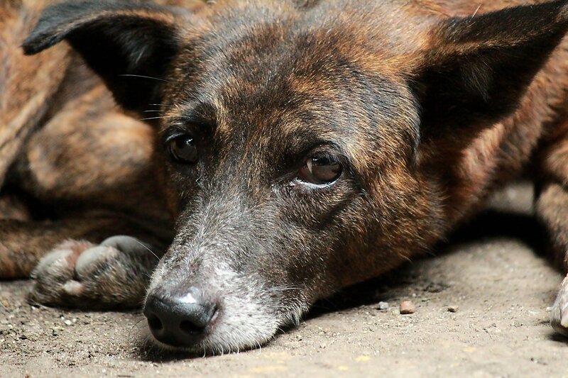 Brindle Dog Lying Down — Brown, Calm, Afternoon
