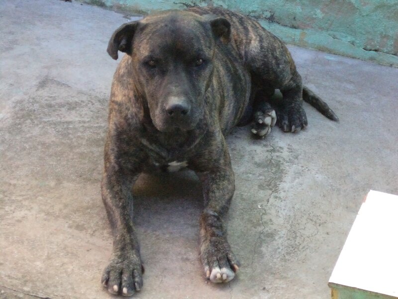 Brindle Dog Lying Down — Brown, Calm, Photograph