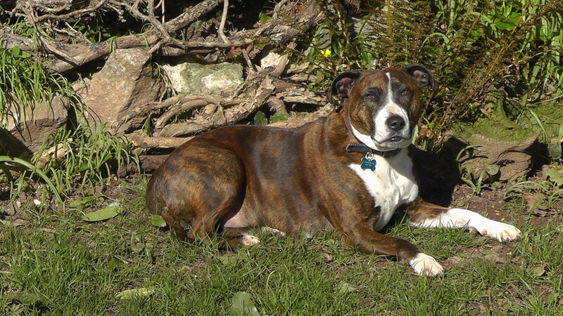 Brindle Dog Lying Down — Brown, Calm
